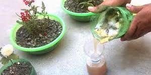 Organic Flower Fertilizer
