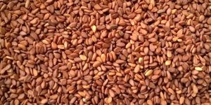 Brown Sesame Seed