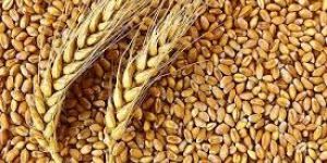 Wheat Seeds