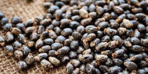 Castor Beans