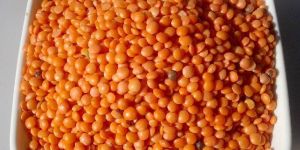 Masoor Dal