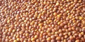 Pigeon Peas