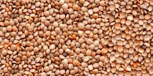 Whole Red Lentils