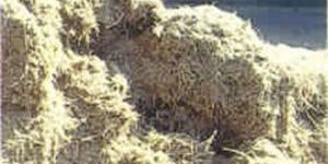Bagasse
