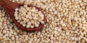 Sorghum Seed