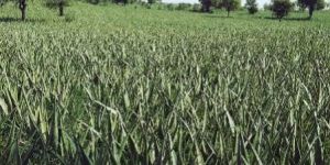 Aloe Vera Leaf Plantation