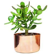 Mini Copper Planter