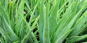 Aloe Vera Leaf