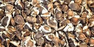 Moringa Seeds