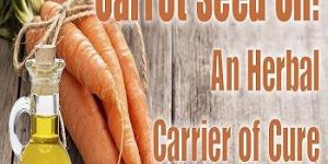 Carrot Seed Oil