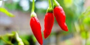Teja Dry Chilli