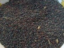 Mustard Seeds