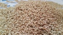 Sesame Seed