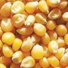 Yellow Corn Maize