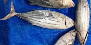Skipjack Tuna Fish