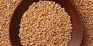 Mustard Seeds Yellow