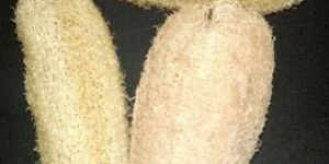 Egyptian Loofah