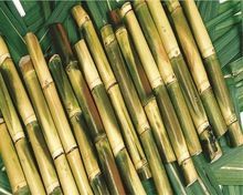Sweet Juicy Fresh Sugarcane