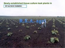 Tissue Culture Plant of TEAK Sagwan