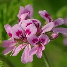 Organic Lavender Geranium Aroma