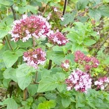 Origanum Vulgare Extract