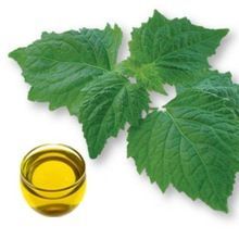 Patchoulii Oil
