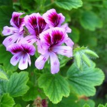 Pure Geranium Oil