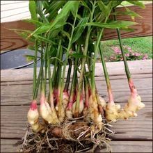 Zingiber Officinale Oil