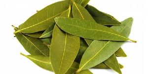 Dried Bay Leaves