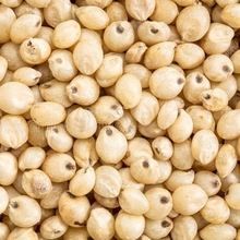 Sorghum Seeds