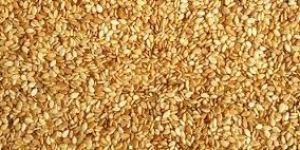 Sesame Seed