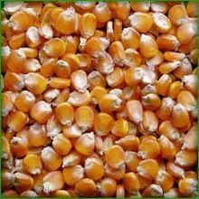 Food Grade Yellow Corn