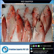 Frozen Red Snapper Fillet Fish