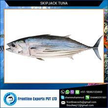Frozen Whole Round Skipjack Tuna