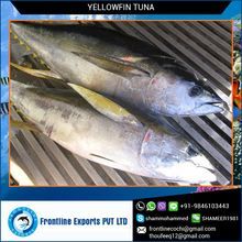 Frozen Whole Yellowfin Tuna
