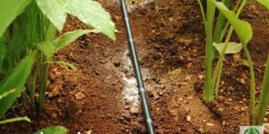 Drip Irrigation System.