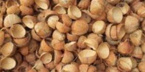 Coconut Shell