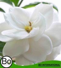 Gardenia Oil