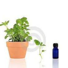 Lemon Balm Essential Oil