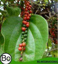 Pepper White Essential Oil