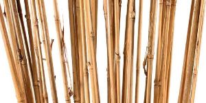 Bamboo Stick