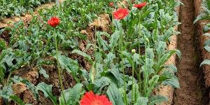 Fresh Red Gerbera