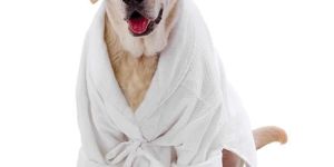 Dog Bathrobe