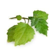 Patchouli Essential Oil