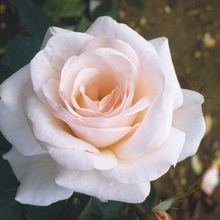 Pure Organic Refined Camellia Oil