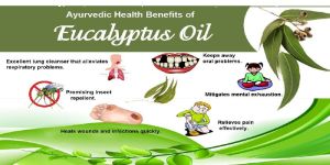 Eucalyptus Oil