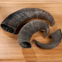 Water Buffalo Bully Horn