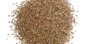 Celery Seed Essential Oil