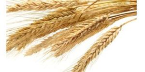 WHEATGERM OIL