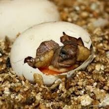 Poultry Farming Vermiculite